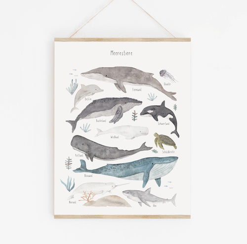 Poster/Kunstdruck - Meerestiere neu