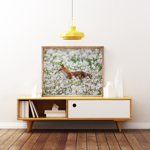 Fotografie - Fuchs im Pusteblumenfeld