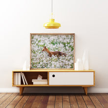 Laden Sie das Bild in den Galerie-Viewer, Fotografie - Fuchs im Pusteblumenfeld