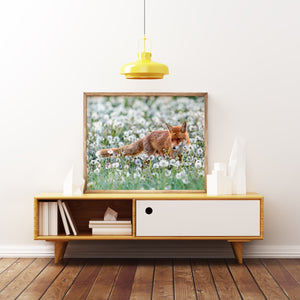 Fotografie - Fuchs im Pusteblumenfeld