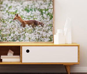 Fotografie - Fuchs im Pusteblumenfeld