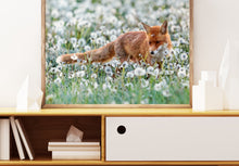 Laden Sie das Bild in den Galerie-Viewer, Fotografie - Fuchs im Pusteblumenfeld